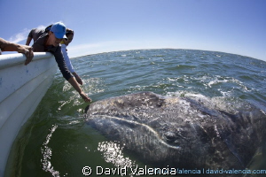 gray whale, lopez mateos, baja california sur by David Valencia 